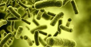 نقش میکروبها در شکل گیری معادن بزرگ مس