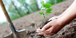کاشت 21 هزار اصله درخت در سیرجان