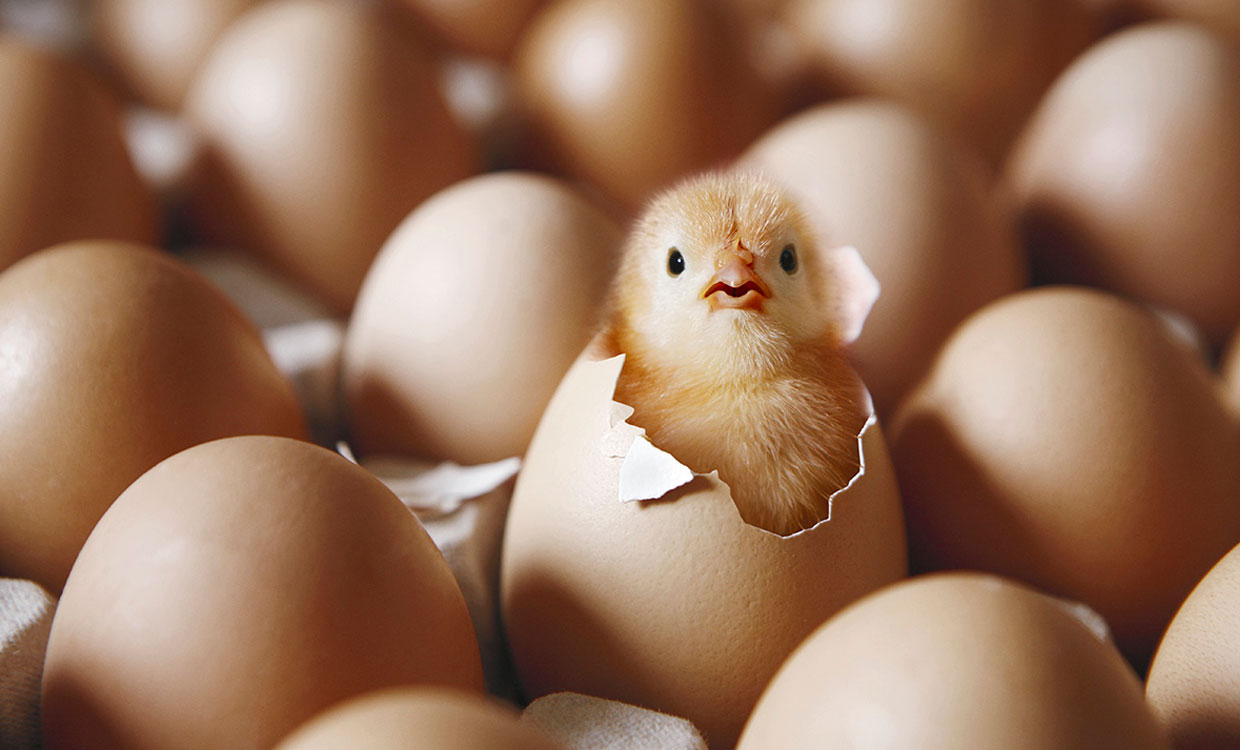 افزایش قیمت تخم مرغ، ربطی به بنزین ندارد