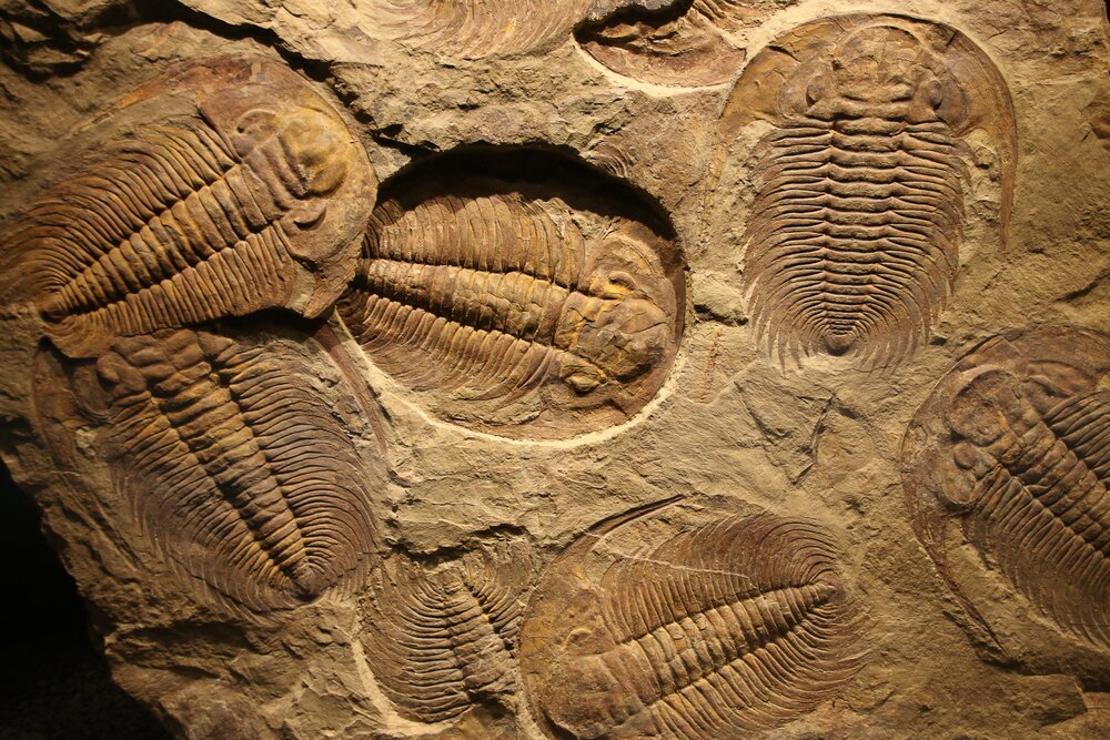 اهمیت فسیل‌ها در مسائل اقتصادی، علمی و گردشگری قابل مشاهده است